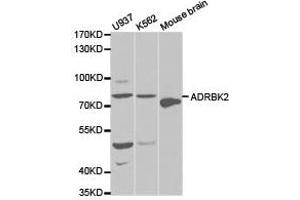 Western Blotting (WB) image for anti-Adrenergic, Beta, Receptor Kinase 2 (ADRBK2) antibody (ABIN1870849) (ADRBK2 antibody)