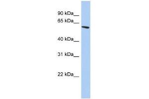 ZNF567 antibody used at 0. (ZNF567 antibody  (N-Term))