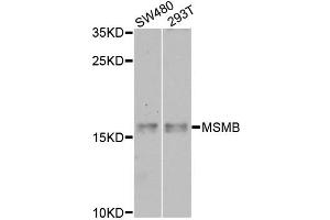 Western blot analysis of extracts of various cell lines, using MSMB antibody (ABIN6003799) at 1/1000 dilution.