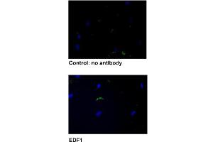 Immunofluorescent staining of human fibroblasts with EDF1 polyclonal antibody  under 5 ug/mL working concentration. (EDF1 antibody  (AA 1-50))