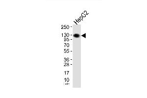 Western blot analysis of extracts from HepG2 cells, using EPHA2/3/4 (Ab-588/596) Antibody. (EPHA2/3/4 antibody)