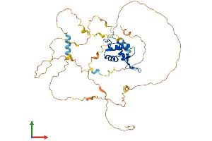 AlphaFold protein structure predicition of Human Recombinant FOXJ1 Protein, UniprotID Q92949