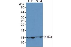 Figure. (SNRPD1 antibody  (AA 1-119))