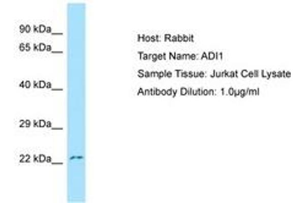 ADI1 antibody  (N-Term)