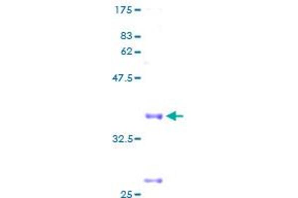 COX6C Protein (AA 1-75) (GST tag)