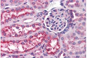 Mouse kidney: Formalin-Fixed, Paraffin-Embedded (FFPE) (LAMP1 antibody  (FITC))