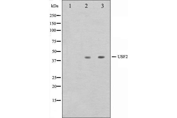 USF2 antibody  (Internal Region)