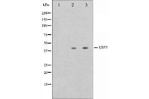 Western blot analysis on HeLa and HepG2 cell lysate using USF2 Antibody.