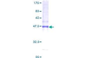 AP1S2 Protein (AA 1-157) (GST tag)