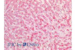 ABIN2613427 (5µg/ml) staining of paraffin embedded Human Liver. (FGA antibody  (AA 123-135))
