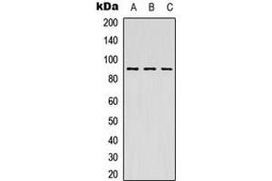 Western blot analysis of MSK1 expression in HEK293T (A), Raw264. (MSK1 antibody  (Center))
