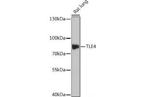 Western blot analysis of extracts of Rat lung using TLE4 Polyclonal Antibody at dilution of 1:1000. (TLE4 antibody)
