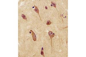 Antibody staining UCHL1 in human brain tissue sections by Immunohistochemistry (IHC-P - paraformaldehyde-fixed, paraffin-embedded sections). (UCHL1 antibody  (C-Term))