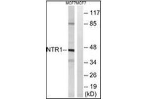 Western blot analysis of extracts from MCF7 cells, using NTSR1 antibody. (NTSR1 antibody)