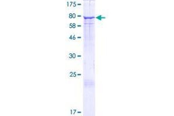 EHD2 Protein (AA 1-543) (GST tag)