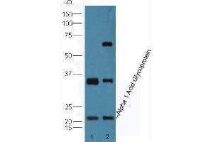 Lane 1: Human HepG2 cell lysates Lane 2: Mouse lung lysates probed with Anti-Alpha 1 Acid Glycoprotein Polyclonal Antibody, Unconjugated  at 1:5000 90min in 37˚C. (ORM1 antibody  (AA 101-201))