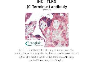 Image no. 3 for anti-Toll-Like Receptor 3 (TLR3) antibody (ABIN1740110) (TLR3 antibody)