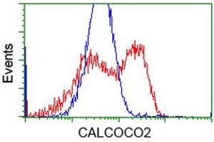 HEK293T cells transfected with either RC203843 overexpress plasmid (Red) or empty vector control plasmid (Blue) were immunostained by anti-CALCOCO2 antibody (ABIN2453914), and then analyzed by flow cytometry. (CALCOCO2 antibody)