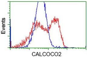 HEK293T cells transfected with either RC203843 overexpress plasmid (Red) or empty vector control plasmid (Blue) were immunostained by anti-CALCOCO2 antibody (ABIN2453914), and then analyzed by flow cytometry. (CALCOCO2 antibody)