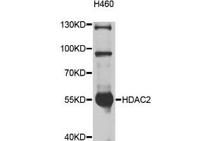 Western blot analysis of extracts of H460 cells, using HDAC2 antibody (ABIN5997878) at 1/1000 dilution. (HDAC2 antibody)