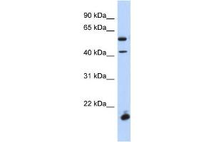 Western Blotting (WB) image for anti-Developing Brain Homeobox 1 (DBX1) antibody (ABIN2459408) (DBX1 antibody)