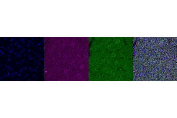 LAMP5 antibody