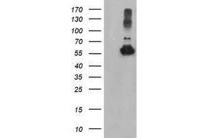 Western Blotting (WB) image for anti-Tubulin, alpha-Like 3 (TUBAL3) (AA 150-446) antibody (ABIN1490955)
