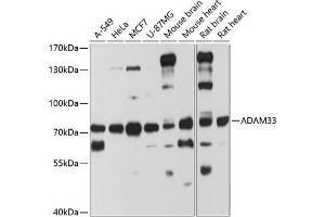 Western blot analysis of extracts of various cell lines, using  antibody  at 1:1000 dilution. (ADAM33 antibody  (AA 500-700))