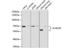 Western blot analysis of extracts of various cell lines using N-WASP Polyclonal Antibody at dilution of 1:3000. (Neural Wiskott-Aldrich syndrome protein (WASL) antibody)