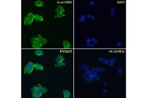 Immunofluorescence (IF) image for anti-Fibrillin 1 (FBN1) (Internal Region) antibody (ABIN570798)