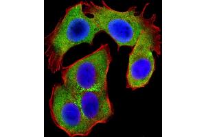 Immunofluorescent analysis of 4 % paraformaldehyde-fixed, 0. (OPN-A,b (AA 14-40), (N-Term) antibody)