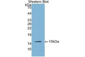 Western Blotting (WB) image for anti-Brain Natriuretic Peptide (BNP) (AA 27-134) antibody (ABIN3201420) (BNP antibody  (AA 27-134))