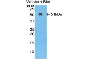Western Blotting (WB) image for anti-Serpin Family C Member 1 (SERPINC1) (AA 33-465) antibody (ABIN1077810) (SERPINC1 antibody  (AA 33-465))