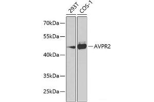 Western blot analysis of extracts of various cell lines using AVPR2 Polyclonal Antibody at dilution of 1:1000. (AVPR2 antibody)