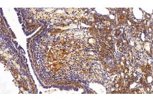 Detection of GAPDH in Rat Ovary Tissue using Anti-Glyceraldehyde-3-Phosphate Dehydrogenase (GAPDH) Monoclonal Antibody (GAPDH antibody  (AA 2-148))