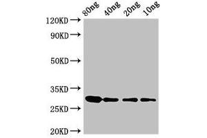 Western Blot Positive WB detected in Recombinant protein All lanes: RNU2 antibody at 3. (RNU2 antibody  (AA 1-114))