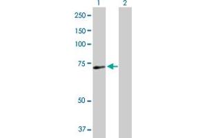 Western Blot analysis of SRBD1 expression in transfected 293T cell line by SRBD1 MaxPab polyclonal antibody. (SRBD1 antibody  (AA 1-620))