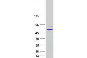Validation with Western Blot (RNMTL1 Protein (Myc-DYKDDDDK Tag))