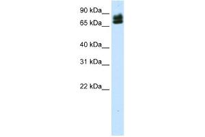 WB Suggested Anti-ELF1 Antibody Titration:  0. (ELF1 antibody  (N-Term))