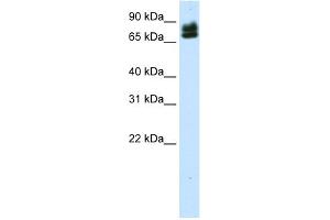 Western Blotting (WB) image for anti-E74-Like Factor 1 (Ets Domain Transcription Factor) (ELF1) (N-Term) antibody (ABIN2779831)