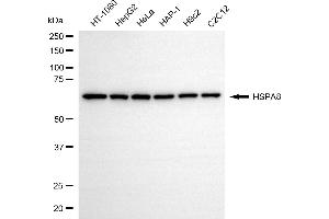 Western blotting analysis using HSPA8 antibody (ABIN7798858).