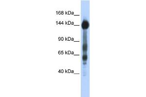WB Suggested Anti-SREBF1 Antibody Titration:  0. (SREBF1 antibody  (N-Term))