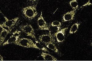 RSV-3T3 (TIMM23 antibody  (AA 5-126))