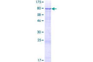 C3orf39 Protein (AA 1-580) (GST tag)