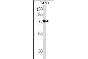 C Antibody  western blot analysis in T47D cell line lysates (35 μg/lane).