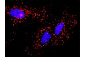 Proximity Ligation Analysis of protein-protein interactions between CASP3 and AKT3. (Caspase 3 antibody  (AA 1-277))
