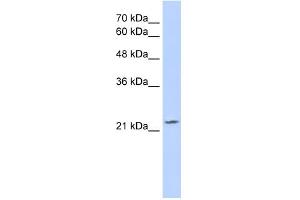 WB Suggested Anti-OVOL1 Antibody Titration:  2.