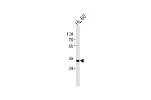 TREX2 antibody  (C-Term)