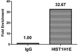 Chromatin Immunoprecipitation Hela (4*10 6 , treated with 30 mM sodium butyrate for 4h) were treated with Micrococcal Nuclease, sonicated, and immunoprecipitated with 5 μg anti-HIST1H1E (ABIN7139191) or a control normal rabbit IgG. (HIST1H1E antibody  (acLys63))