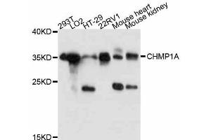 Western blot analysis of extracts of various cell lines, using CHMP1A antibody.